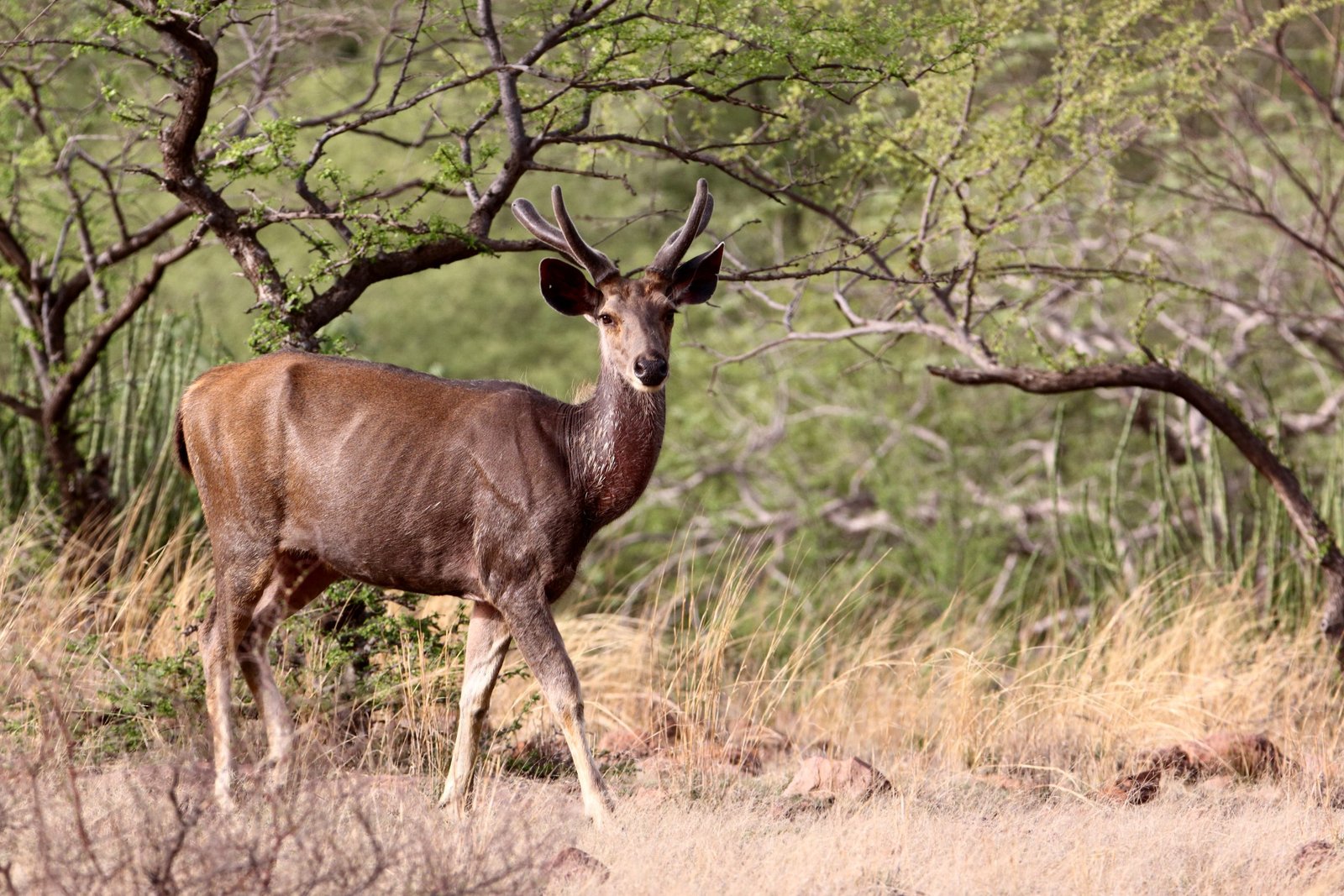 Sambar Deer