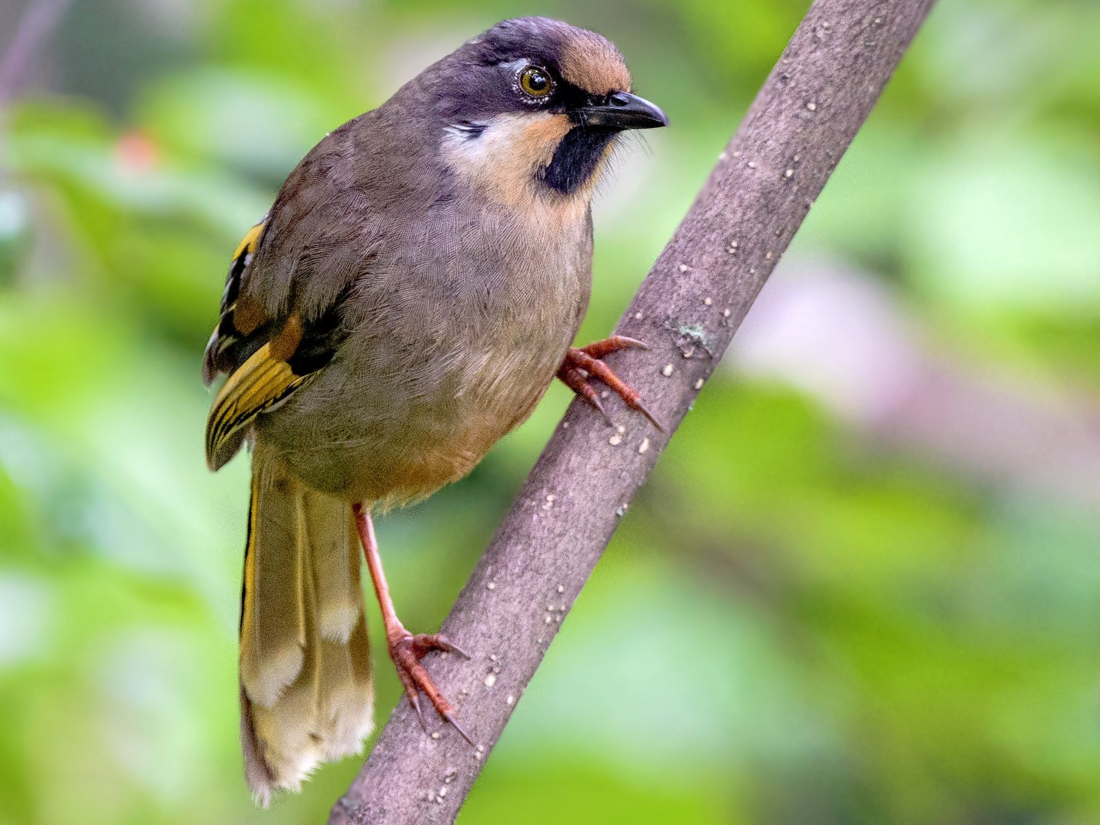 Himalyan Bird Park