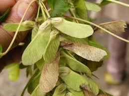 Fruit of Acer acuminatum Wall. ex D.Don