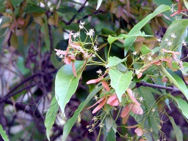 Flower of Acer oblongum Wall. ex DC.