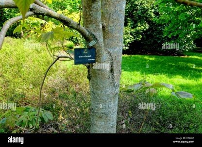 Bark of Acer sterculiaceum