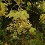 Flower of Acer sterculiaceum