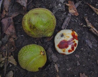Fruit of Aesculus indica (Wall. ex Cambess.) Hook.