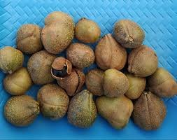 Seed of Aesculus indica (Wall. ex Cambess.) Hook.