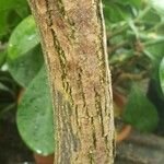 Bark of Bergera koenigii L.