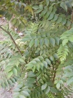 Leaves of Bergera koenigii L.