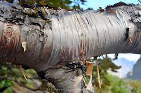 Bark of Betula utilis D.Don