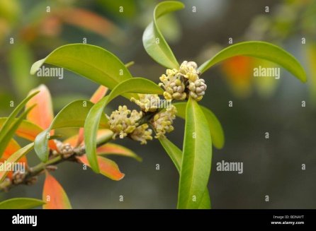 Flower of Buxus wallichiana Baill.