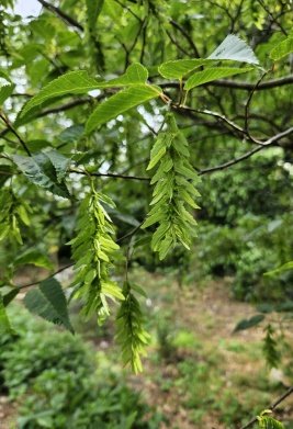 Seed of Buxus wallichiana Baill.
