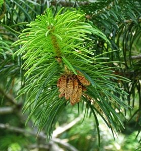Flower of Cedrus deodara (Roxb. ex D.Don) G.Don