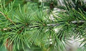 Leaves of Cedrus deodara (Roxb. ex D.Don) G.Don