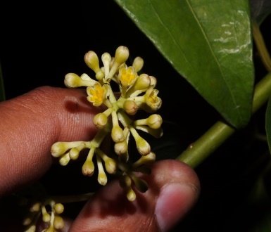 Flower of Cinnamomum tamala (Buch.-Ham.) T.Nees & C.H.Eberm.