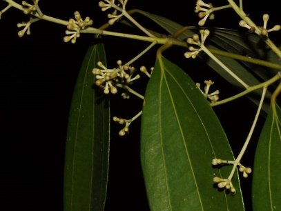Fruit of Cinnamomum tamala (Buch.-Ham.) T.Nees & C.H.Eberm.