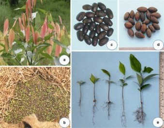 Seed of Cinnamomum tamala (Buch.-Ham.) T.Nees & C.H.Eberm.