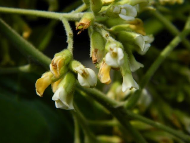 Flower of Dalbergia sissoo Roxb. ex DC.