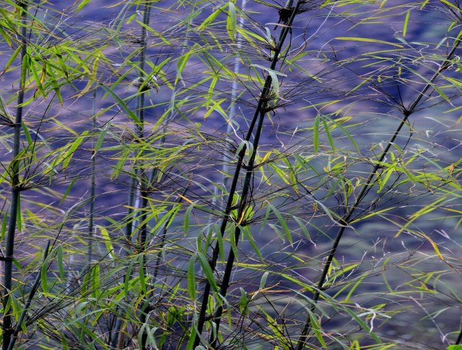 Drepanostachyum falcatum (Nees) Keng f.