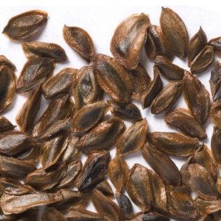 Seed of Drepanostachyum falcatum (Nees) Keng f.