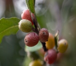Fruit of Elaeagnus umbellata Thunb