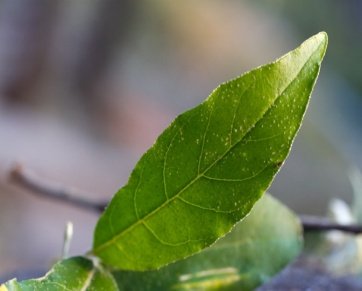 Leaves of Elaeagnus umbellata Thunb