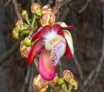 Flower of Ficus religiosa L.