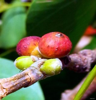 Fruit of Ficus religiosa L.