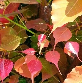 Leaves of Ficus religiosa L.