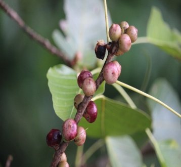 Seed of Ficus religiosa L.