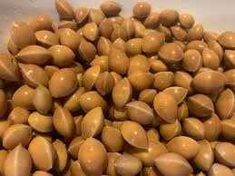 Seed of Ginkgo biloba L.