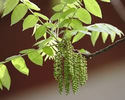 Flower of Juglans nigra L.