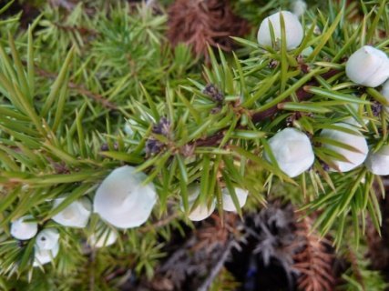 Fruit of Juniperus communis L.