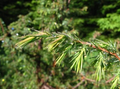 Leaves of Juniperus communis L.