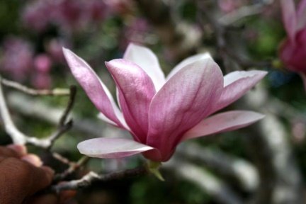 Flower of Magnolia liliiflora Desr.