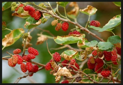 Fruit of Morus alba L.