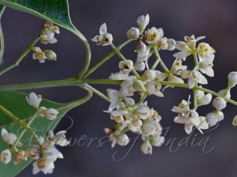 Flower of Olea paniculata R.Br.