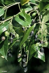 Leaves of Olea paniculata R.Br.