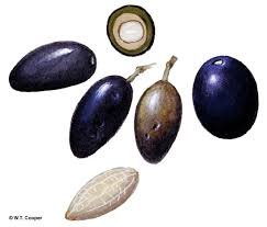 Seed of Olea paniculata R.Br.