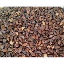 Seed of Phyllanthus emblica L.