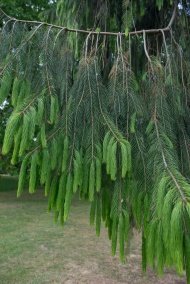 Leaves of Picea smithiana (Wall.) Boiss.