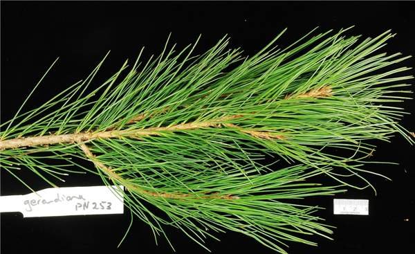 Leaves of Pinus gerardiana Wall. ex D.Don