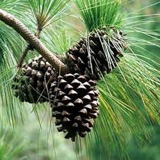 Fruit of Pinus roxburghii Sarg.