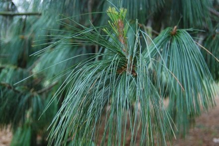 Leaves of Pinus wallichiana A.B.Jacks.