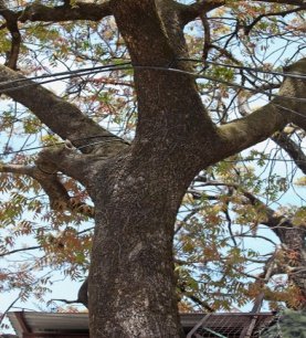 Bark of Pistacia chinensis subsp. Integerrima