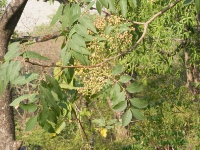 Flower of Pistacia chinensis subsp. Integerrima