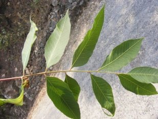 Leaves of Pistacia chinensis subsp. Integerrima
