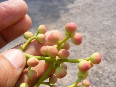Seed of Pistacia chinensis subsp. Integerrima