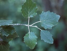Leaves of Populus alba L.