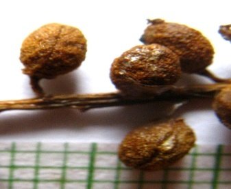 Seed of Populus ciliata Wall. ex Royle