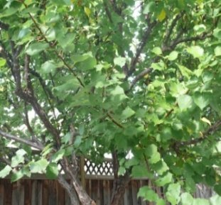 Bark of Prunus armeniaca L.