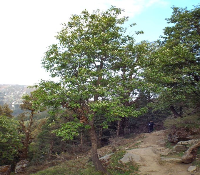 Prunus cornuta (Wall. ex Royle) Steud.