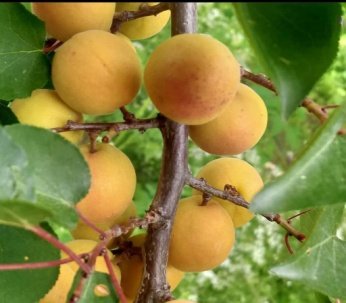 Fruit of Prunus mira Koehne